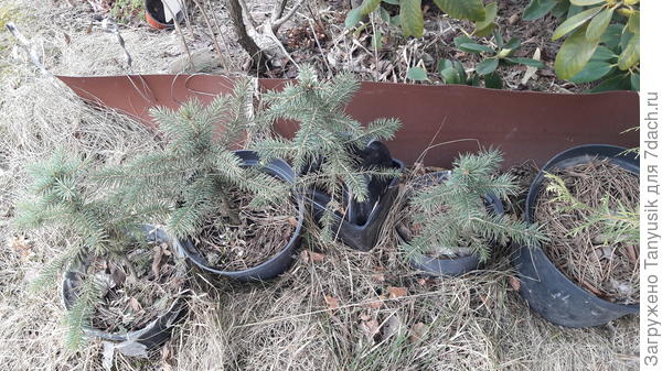 Большие в 2 л горшках