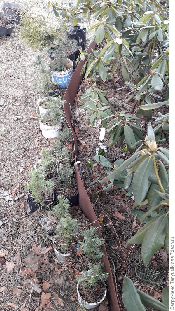 Голубые ели в разных горшочках