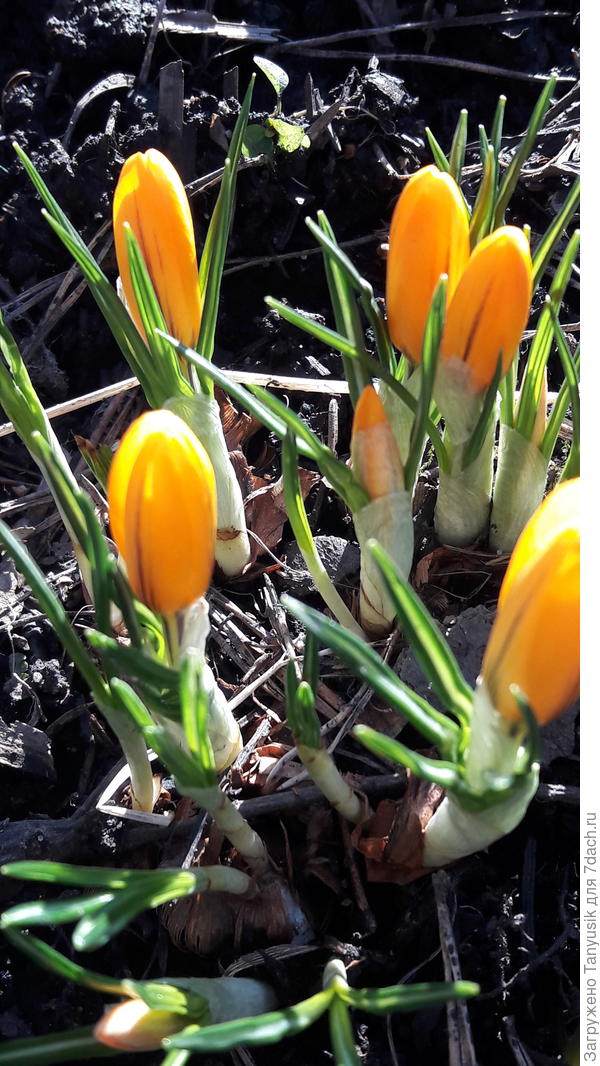 Еще вчера здесь был лед, а сегодня уже появились яйца Желтого маммута