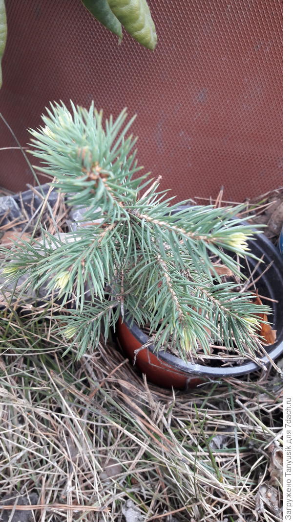 Маленькие в 200 мл горшочке