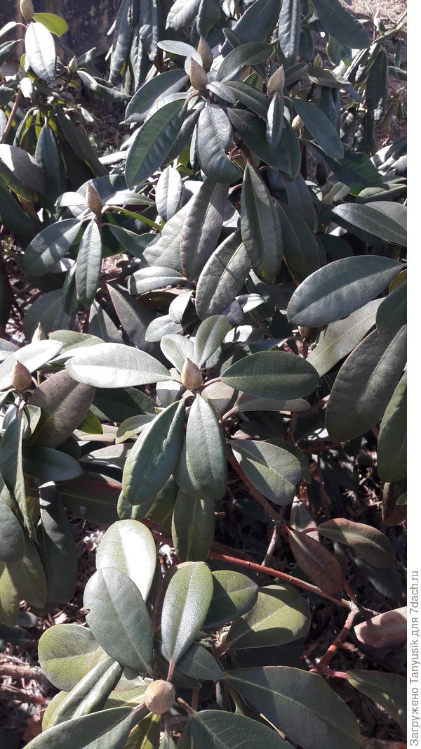 Зимовка прошла успешно. Ждем нового цветения в конце мая!