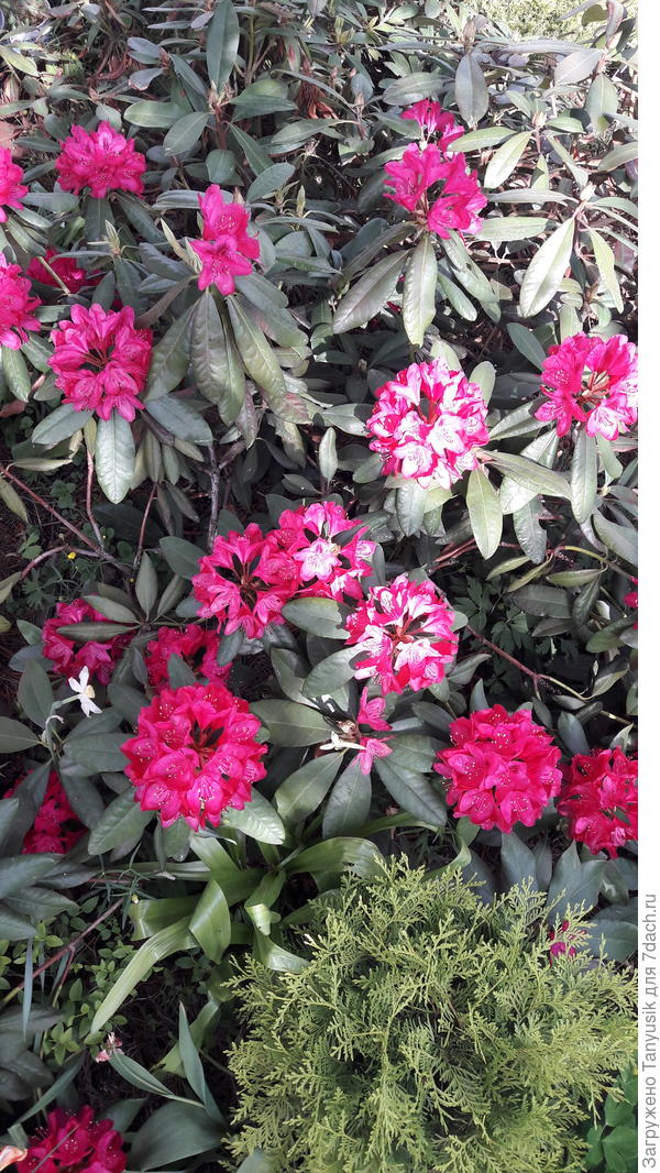 Мои рододендроны растут под пологом сосны. И окружают их невысокие хвойные. По-моему, очень удачное сочетание с туей Даника