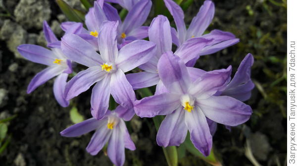 Фиолетово-сиреневые звезды хионодоксы Violet Beauty