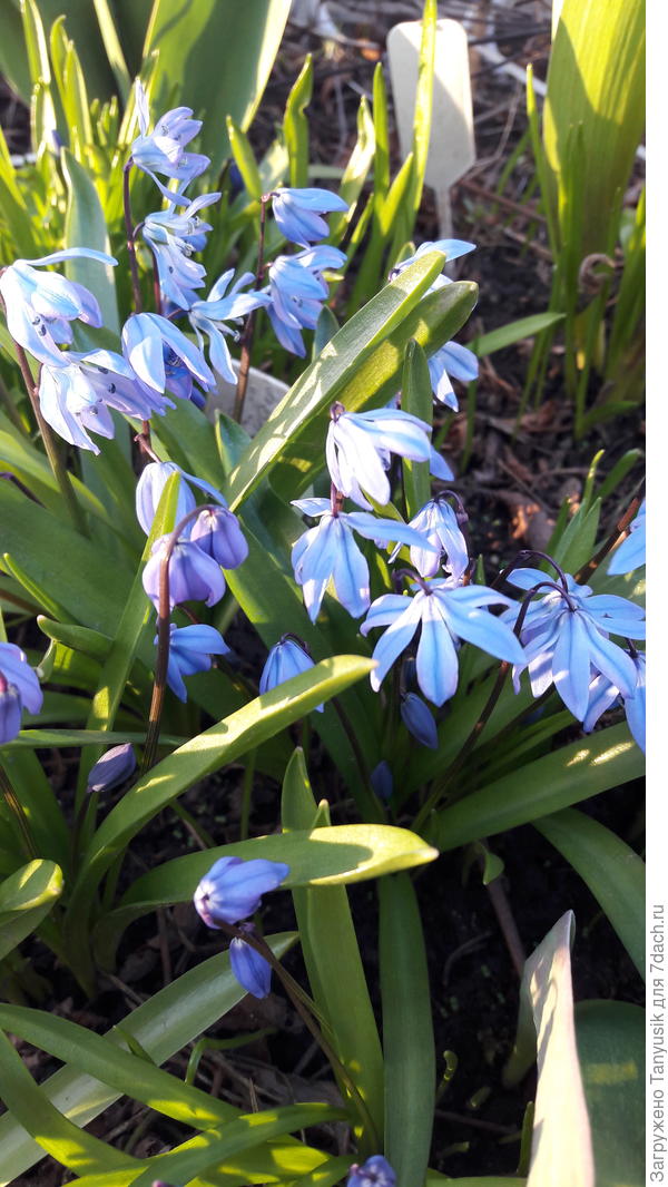 Сцилла сибирская. Тоже пора рассаживать...
