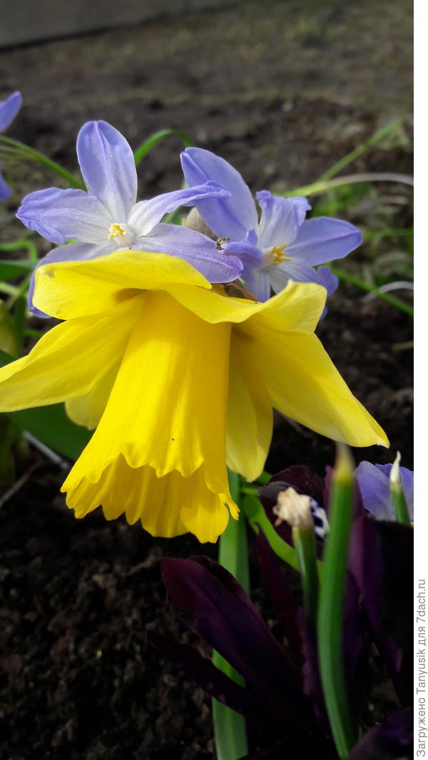 Хионодоксы голубые сегодня подсаживала к нарциссам.