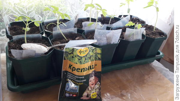 Каждые 2 недели подкармливаю рассаду водорастворимым удобрением Крепыш