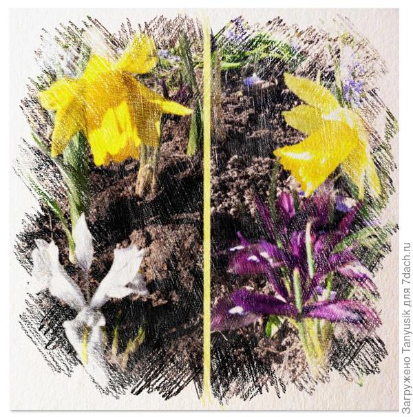 Шейла или Паулина? Блондинка или брюнетка? Кого выбрать?