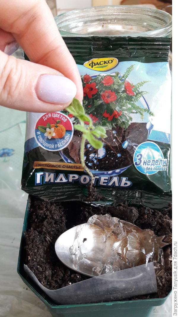 При пересадке из торфо-таблетки в горшочек добавляла гидрогель, чтобы рассада в мое отсутствие не пересохла