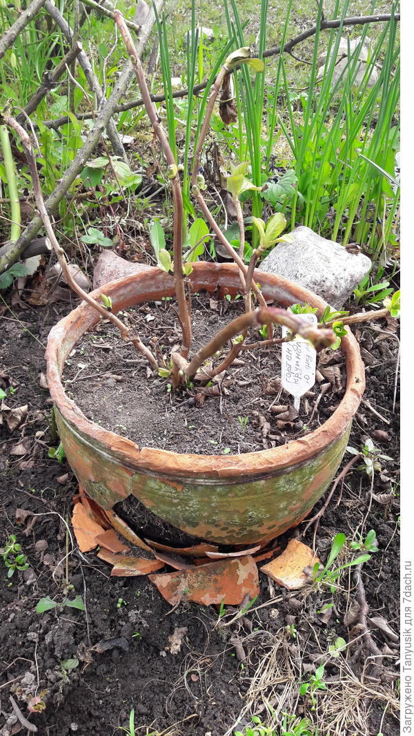 Сейчас такая.