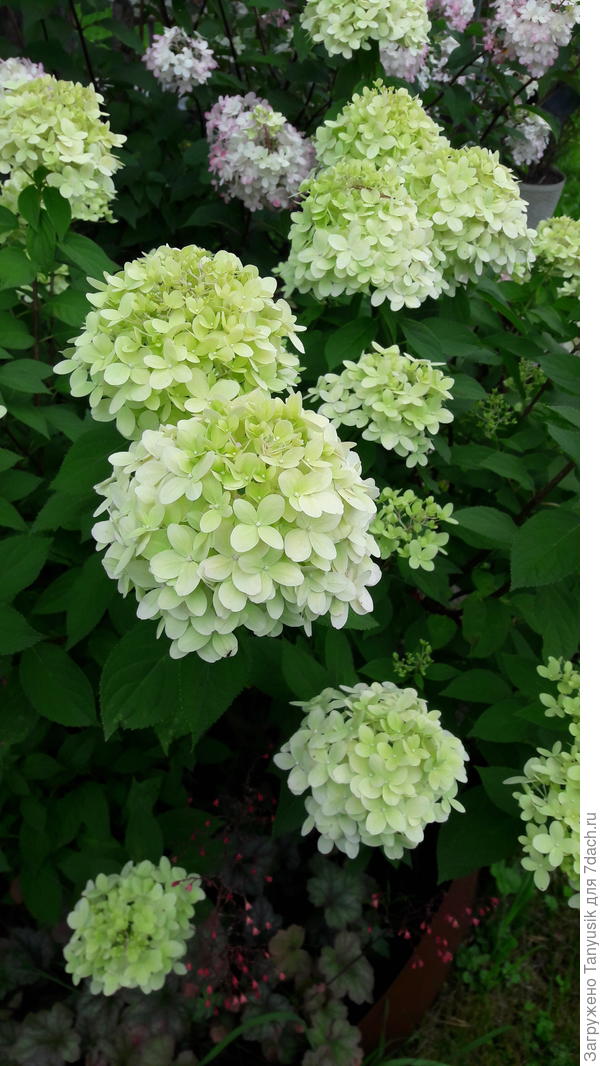 Литл Лайм. А за ней - Ванила Фрайз.