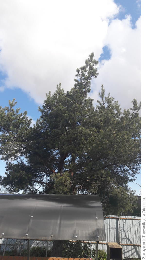 Сейчас эта сосна такая. Вполне симпатичная!