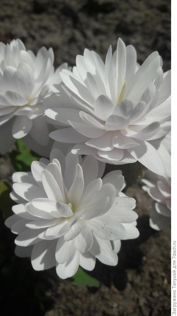 Сажать эту прелесть надо на самое видное место, ведь высота этого цветка не более 15 см. А пока любуемся салютом белоснежных бутонов!