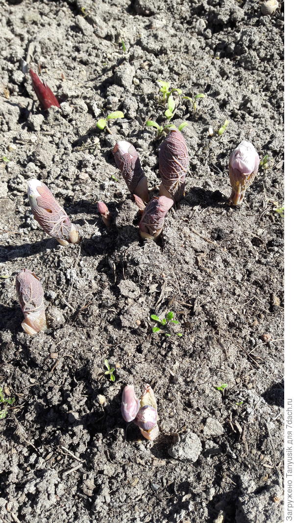 Каждый день мой сангвиник бегал проверять, не распустился ли его любый цветок. 3 мая уже были видны бутоны.