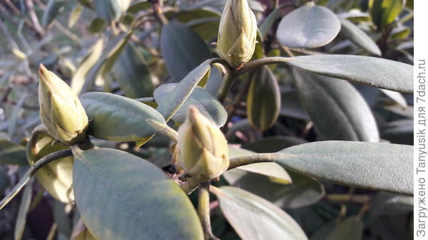 Живые почки чисто зеленые