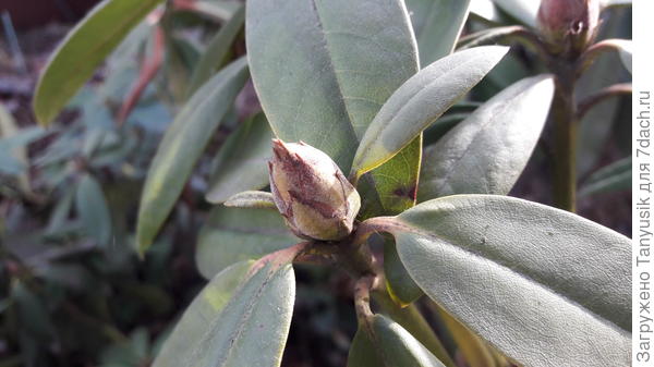 Эта почка мертвая