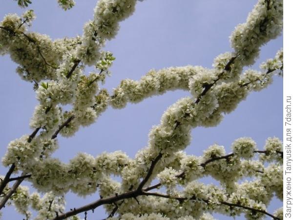 Так цветет алыча.