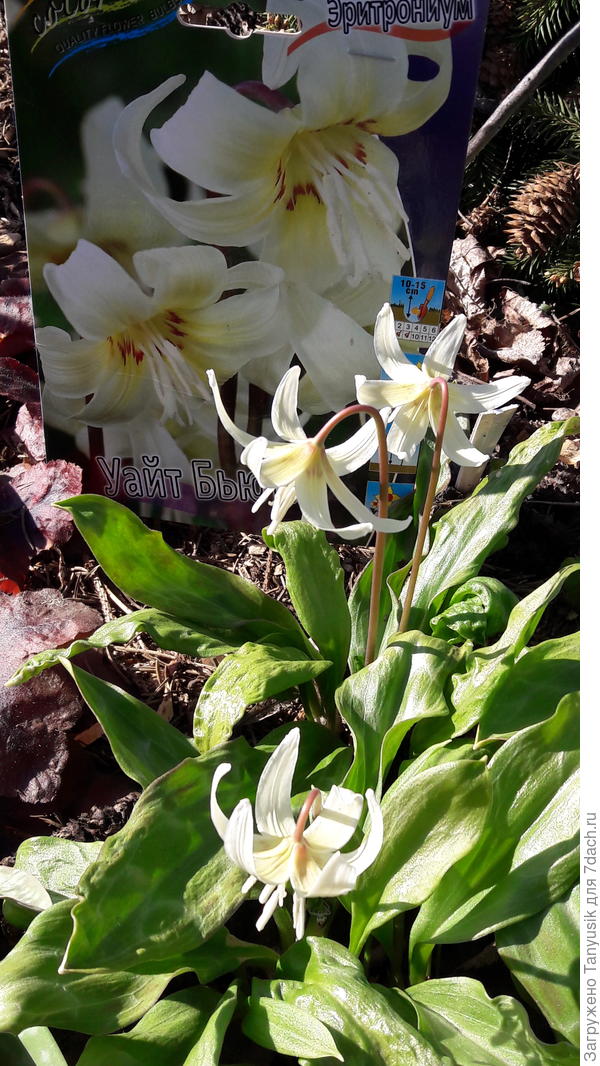 Абсолютно беспроблемный цветок!