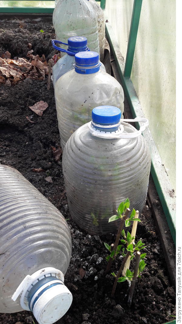 Под каждой 5-литровой баклажкой 6 черенков