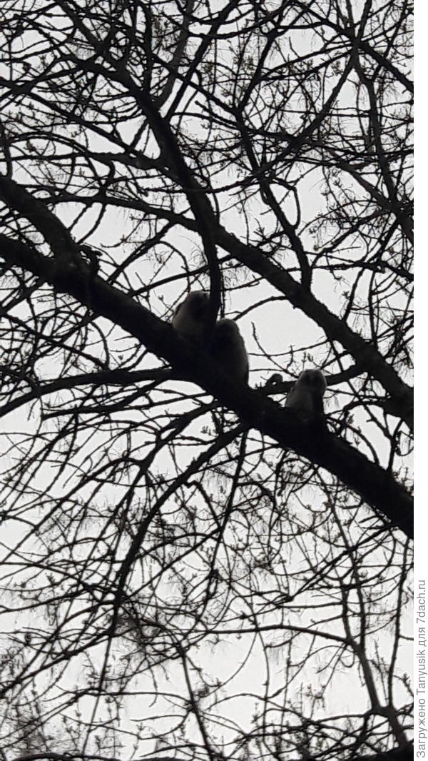 Три совенка рядышком сидят.