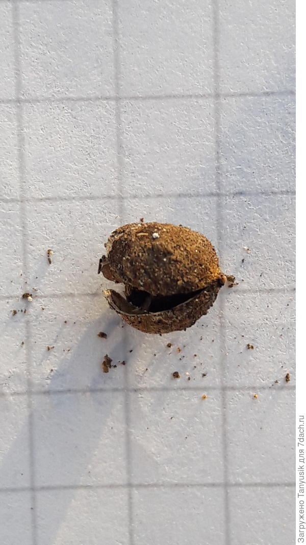 Рядом было вот такое семечко.