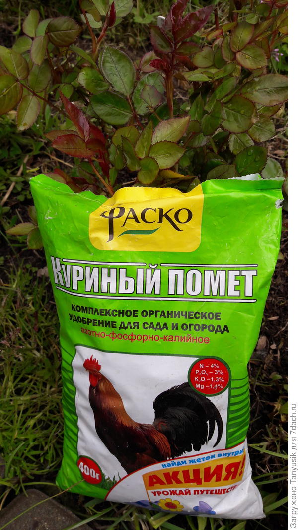 Органическое удобрение для любимых роз