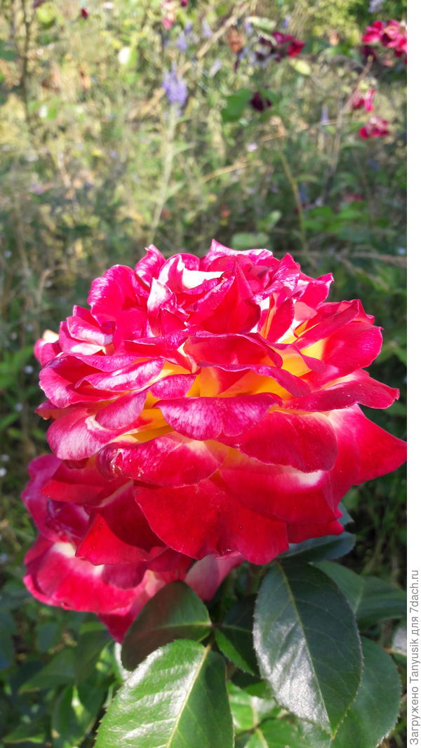 Роза - огонь!