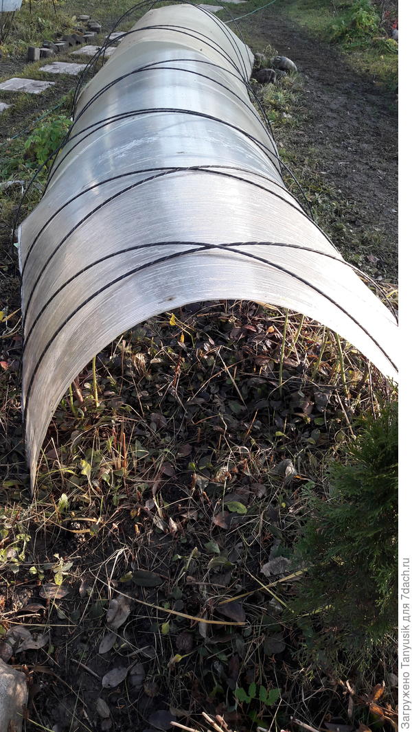 Тоннель для роз. Первый этап начинается в сентябре. Поликарбонат и дуги. В октябре добавляется лутрасил