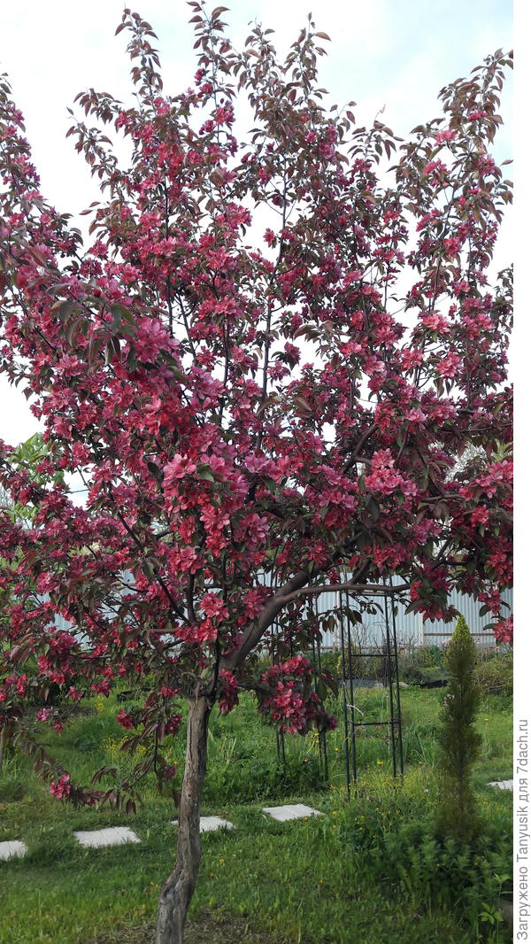 Пионерочка