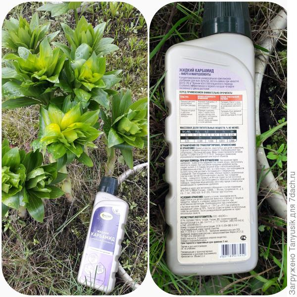 Подкормка мартагонов весной жидким карбамидом от Фаско