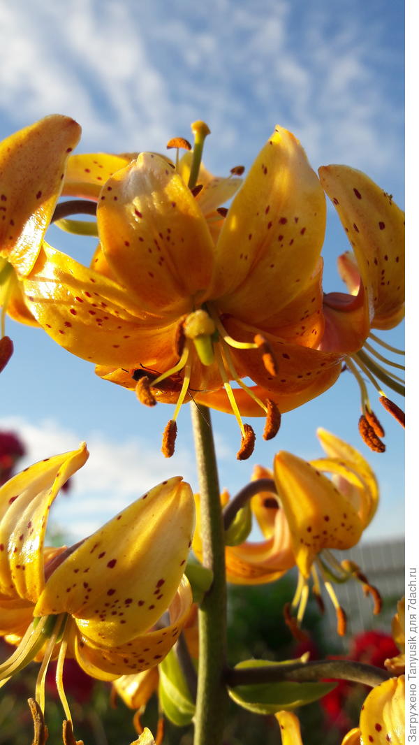 Мое золотистое чудо!