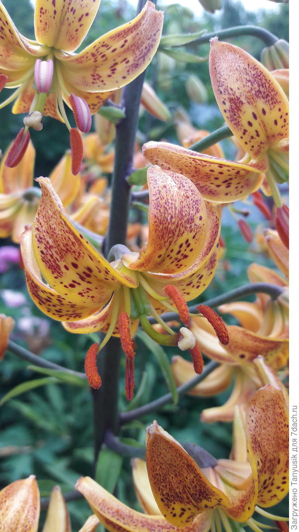 Вот такой он мартагон - кудреватый пижон!