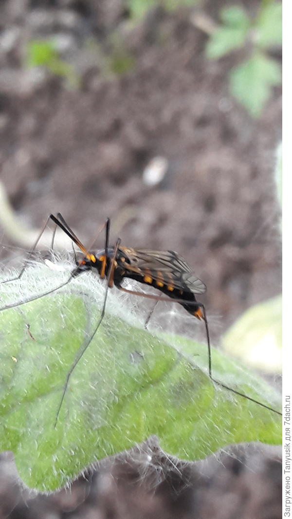 Что оно делает в парнике на томате?