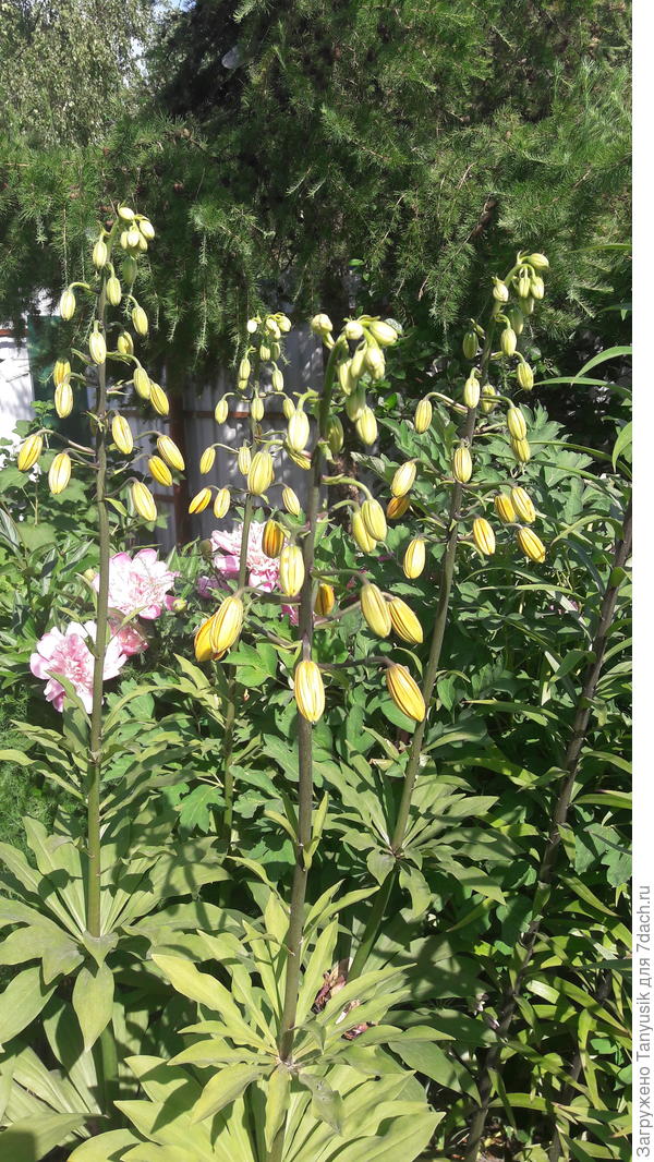 Канделябры Мистера Бэкхауз 22 июня 2021 г