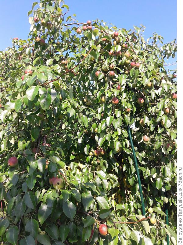 От такого урожая ветки гнутся и ломаются. Многочисленные подпорки не спасают верхний ярус