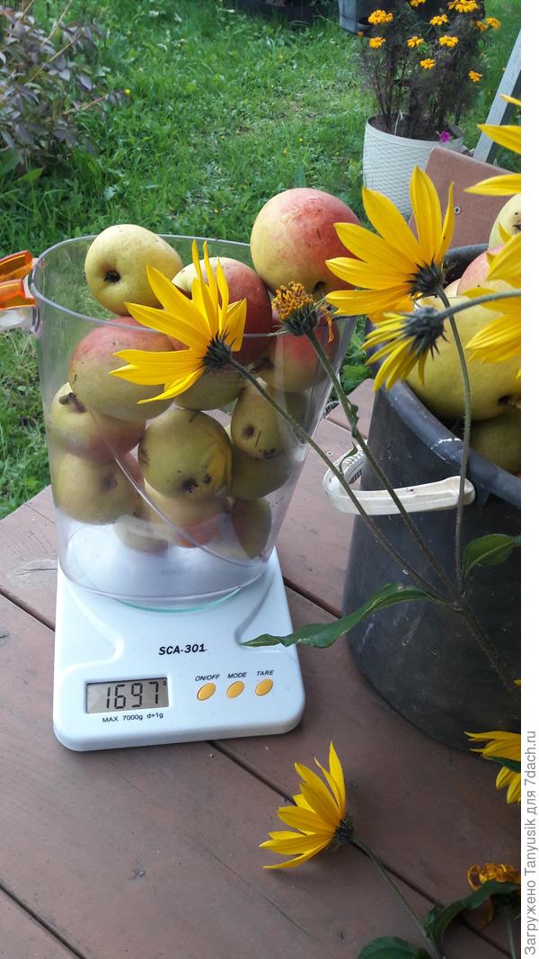 Соблюдайте эти нехитрые правила, и груша одарит вас отменным урожаем!