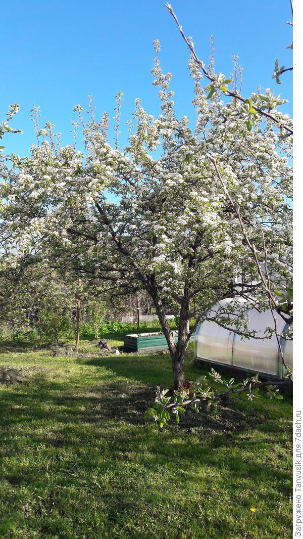 Сейчас груша выглядит так