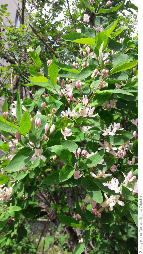 Жимолость татарская