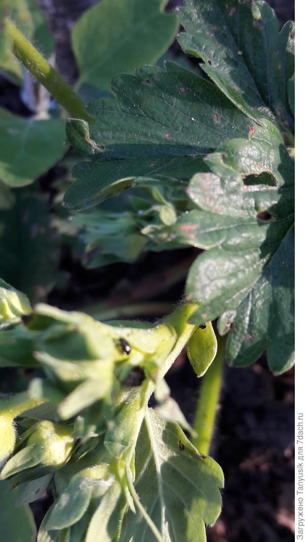 И еще много листоблошек на землянике. Не щнаю как они вредят.