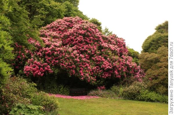 Вот такой р-н. А почему бы и шиповнику не быть таким?
