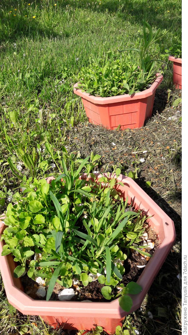 Гвоздика и лобелия в кашпо.