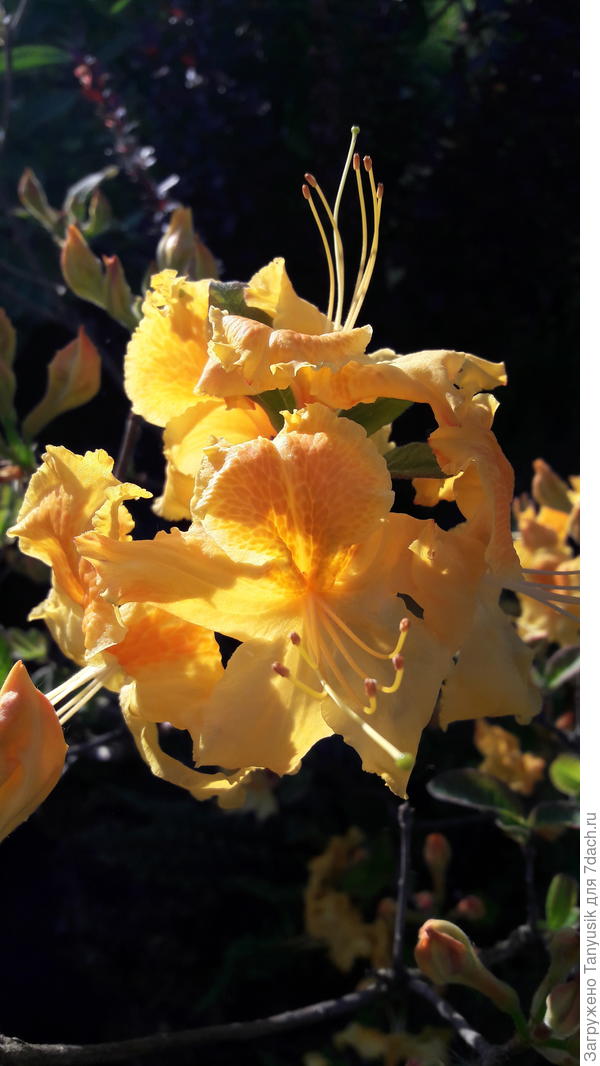 Rhododendron &#39;Nancy Waterer&#39; (deciduous Azalea) Ghent hybrid. Гентская азалия (листопадный рододендрон) Нэнси Ватерер