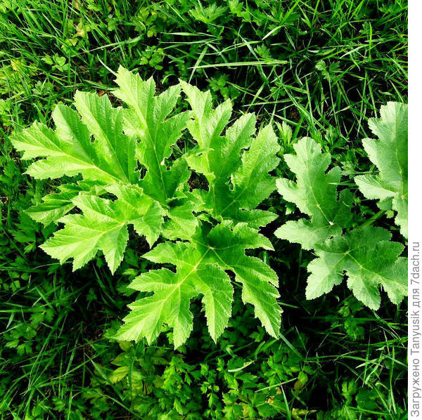 Борщевик Сосновского