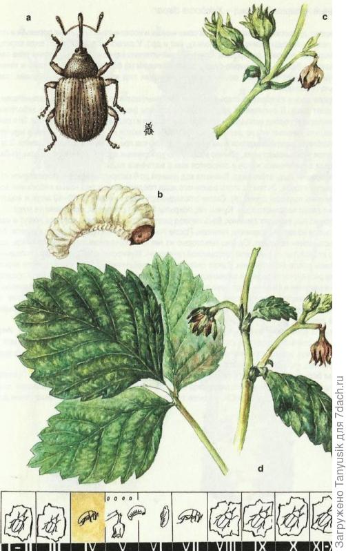 Это малинно-земляничный долгоносик (который серый и побольше и грызет не только бутоны).