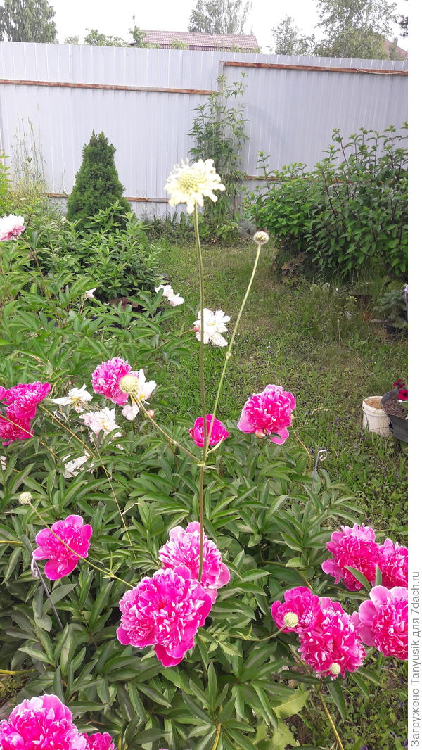 Возвышается над пионами. Буду пересаживать к забору (на заднем плане у забора видны золотые шары, думаю, вместе им зорошо будет).у