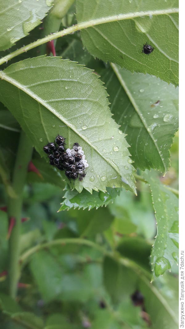 Сегодня. Один уже отполз.