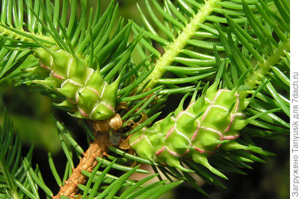 Это галлы другого хермеса. Похожи на мои наросты, только у меня не в основании веток, а на конце.