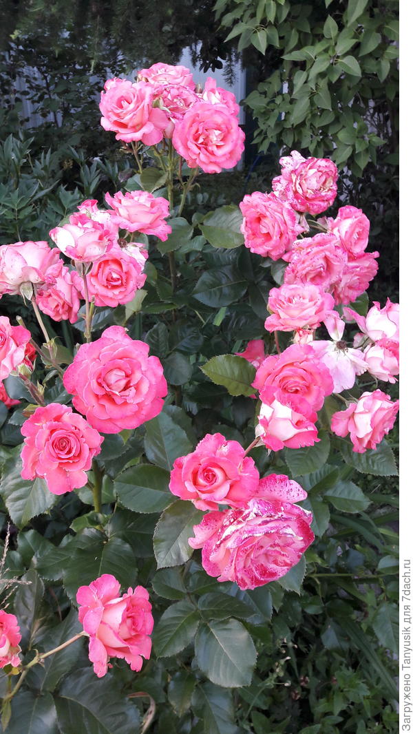 Моя Вайкики