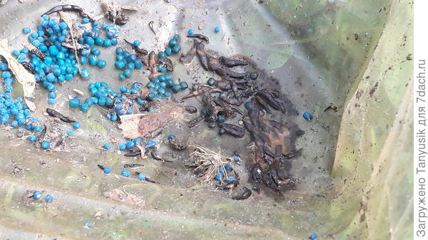 Трупы слизней в гранулах