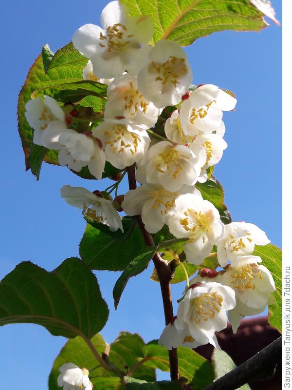 Так цветет моя актинидия-мальчик