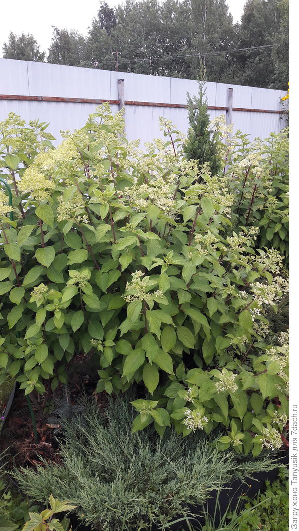 Моя Фантом сегодня. Обрезка была ранней весной на 1-2 почки. При такой обрезке соцветия просто гигантские